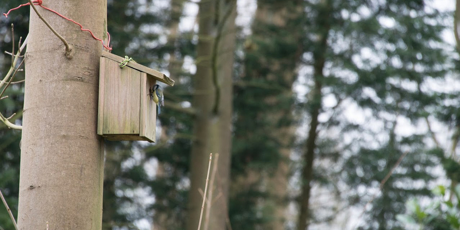 Vogelkastje in een boom